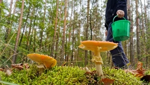 W lasach wysyp grzybów, ale grzybiarze informują o problemach