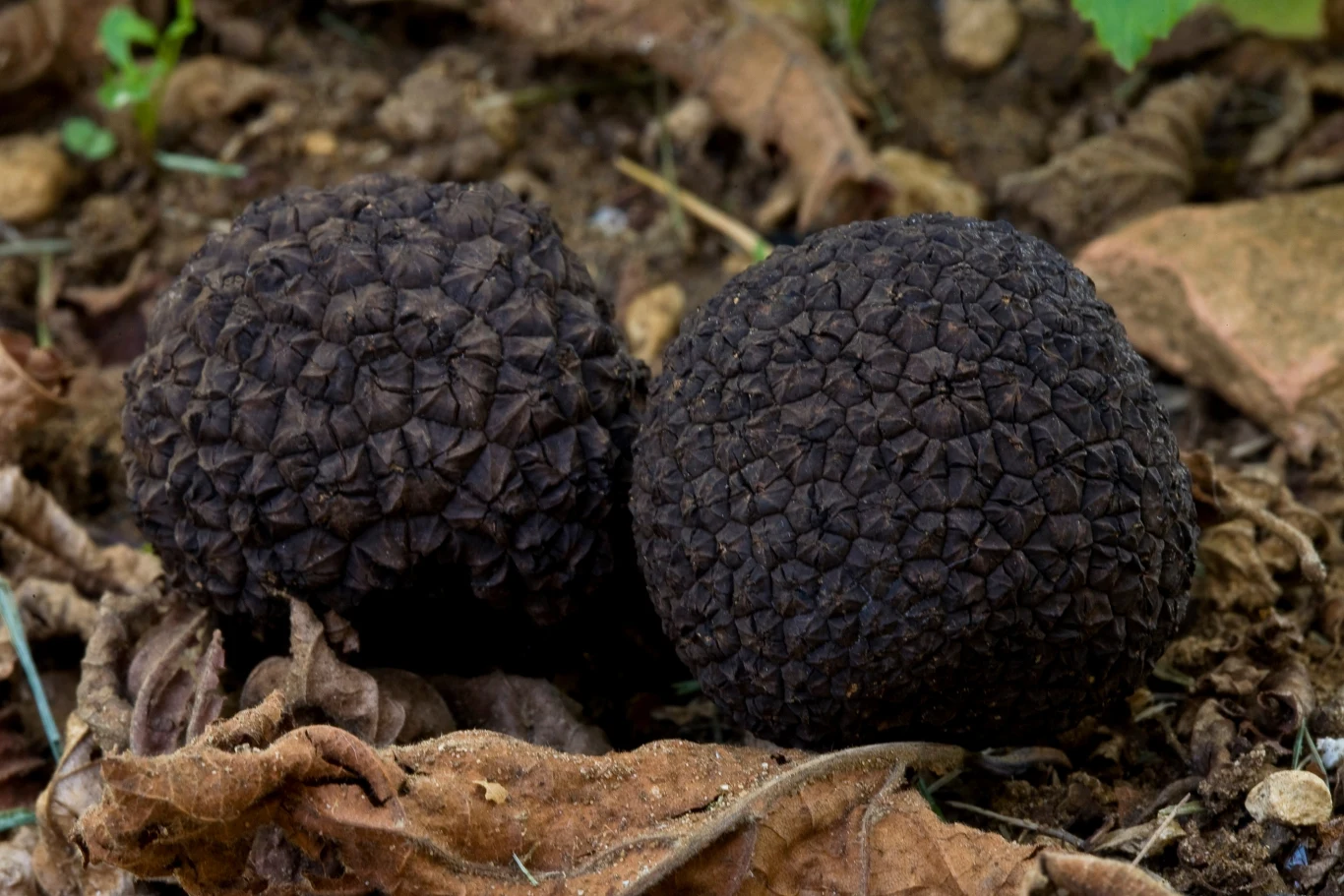 Trufle nazywane są również "czarnymi diamentami". Można je znaleźć również w Polsce.