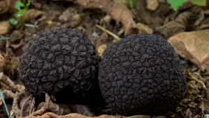 Nazywają je czarnymi diamentami. Kosztują krocie, a w tych lasach jest ich najwięcej 