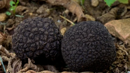 Trufle nazywane są również "czarnymi diamentami". Można je znaleźć również w Polsce.
