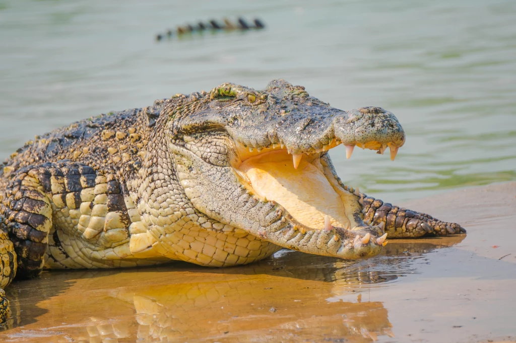 Krokodyle są pradawną grupą gadów Krokodyle są pradawną grupą gadów
