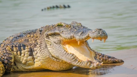 Krokodyle są pradawną grupą gadów
