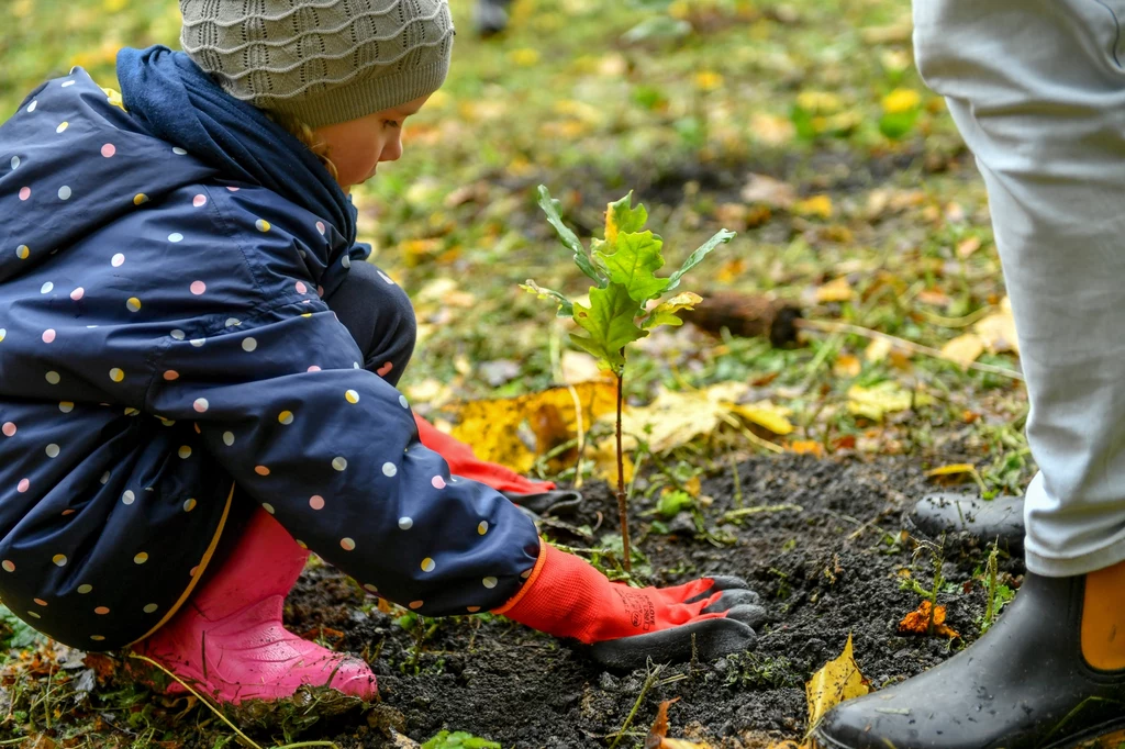 Dziecko w kolorowej kurtce i rękawicach sadzi młode drzewko w ziemi, obok widoczne są nogi osoby dorosłej, a wokół rozrzucone jesienne liście.