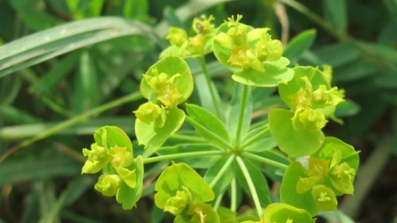 Niepozorny polski chwast to prawdziwe zagrożenie dla amerykańskiej przyrody. Sprawdzamy, dlaczego 