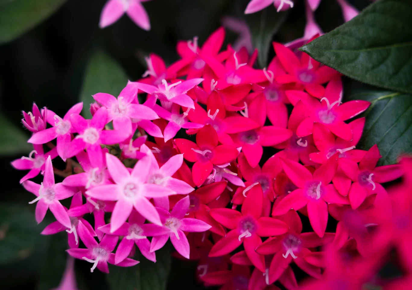 Grupa drobnych kwiatów w odcieniach różu i czerwieni otoczona zielonymi liśćmi, kwiaty mają kształt gwiazdek z wyraźnymi, ostrymi płatkami