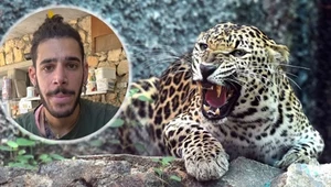 Lampart uciekł z wybiegu w zoo i rzucił się na 36-latka. Mężczyzna nie żyje