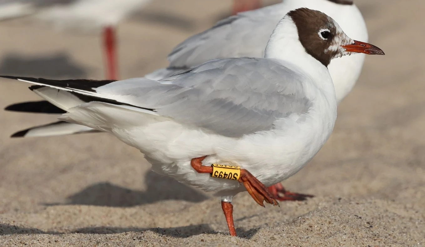 Mewa śmieszka oznakowana w Chorwacji. Tu na plaży we Władysławowie Mewa z ciemnobrązową głową i jasnoszarym grzbietem stoi na piaszczystym podłożu, na jednej z nóg widoczna jest żółta obrączka z oznaczeniem 66905.
