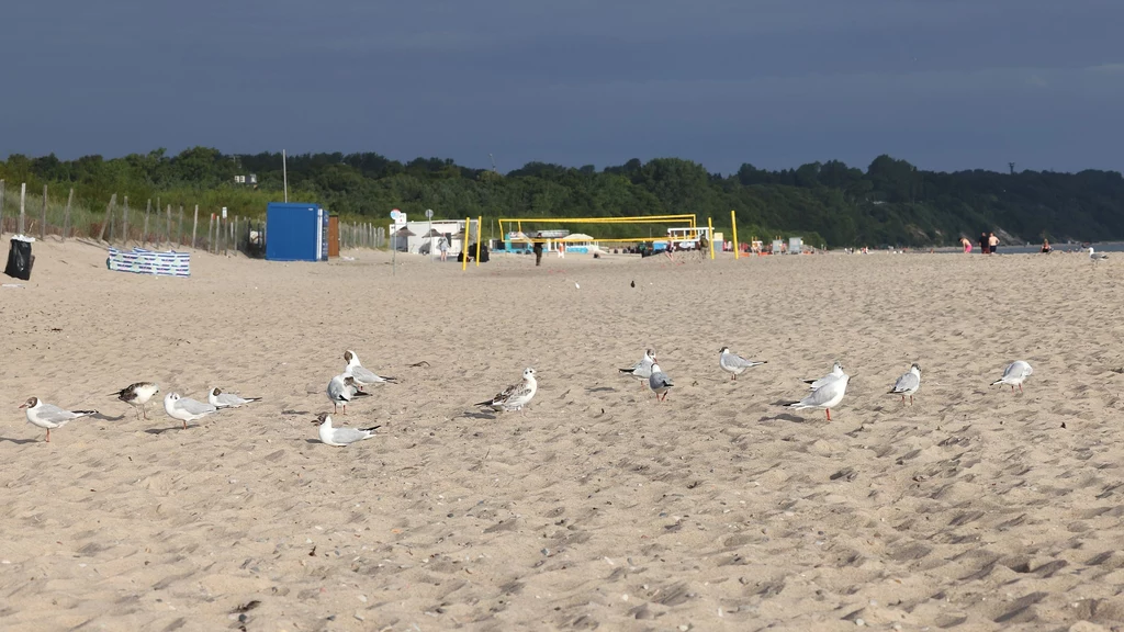 O poranku nad Bałtykiem nie ma jeszcze turystów. Ale są mewy, więc można uprawiać mewing Grupa mew spaceruje i odpoczywa na piaszczystej plaży, w tle widoczna siatka do gry w siatkówkę plażową oraz zabudowania nadmorskie, u góry ciemne chmury i linia lasu.