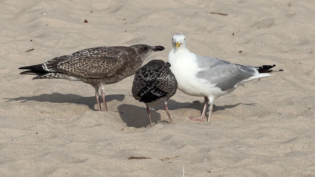 Trzy mewy stojące na piaszczystej plaży, dwie z nich mają szare i ciemnobrązowe upierzenie, jedna jest jaśniejsza z białą głową, wszystkie zwrócone są w stronę środka grupy.