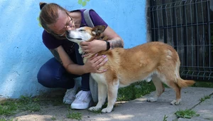 Pies został adoptowany po 10 latach w schronisku. "Cuda się zdarzają"