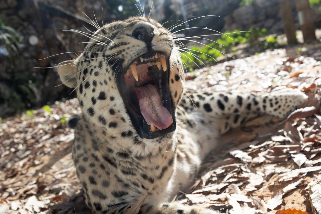 W Izraelu lampart anatolijski zaatakował pracownika zoo