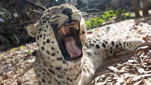 Lampart wydostał się z zamknięcia i zaatakował. Nie żyje pracownik zoo