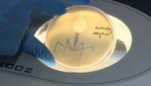 Zaskakujący wynalazek Polaków. Zdrowsze i lepsze od antybiotyków
