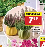 Хізер Premium