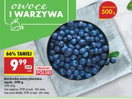Borówka amerykańska