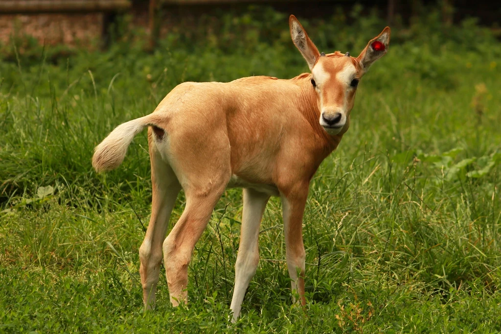 Cielę oryksa szablorogiego pokazane przez zoo w Płocku. To duża rzadkość