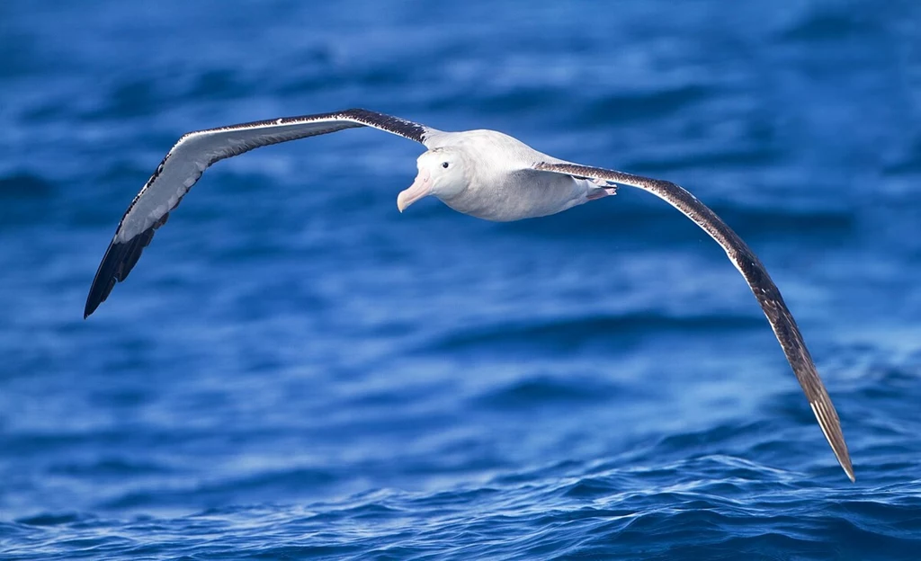 Albatros wędrowny jest niezrównanym mistrzem pokonywania wielkich odległości nad otwartym morzem