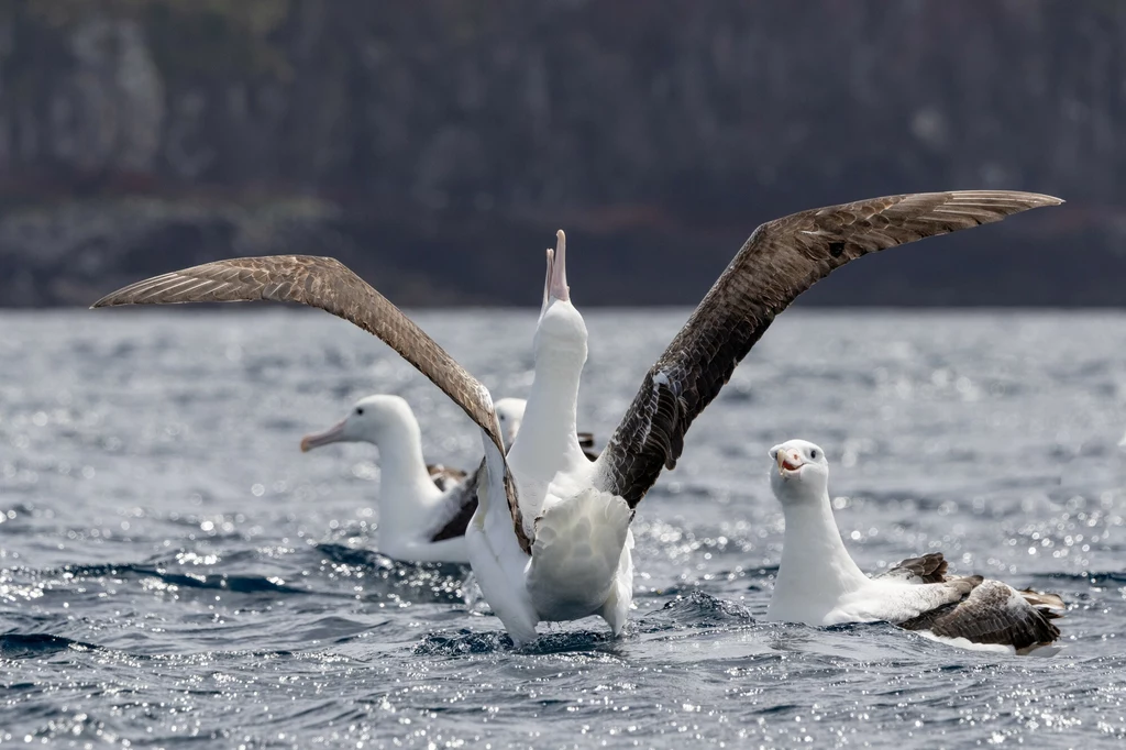 Albatros królewski na wyspie Campbell i jego ogromne skrzydła Grupa albatrosów unosząca się na powierzchni wody, jeden z nich rozpościera szeroko skrzydła, drugi zwrócony w stronę aparatu, spokojny krajobraz morski w tle.