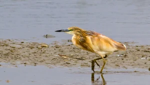 Ten ptak jest w Polsce rzadkim gościem. Sensacja ornitologiczna