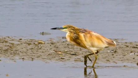 Taki gość w Polsce to rzadki okaz 