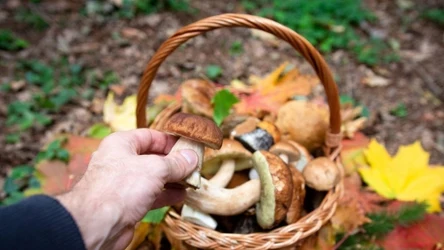 Co zrobić, by zebrać tylko zdrowe grzyby?