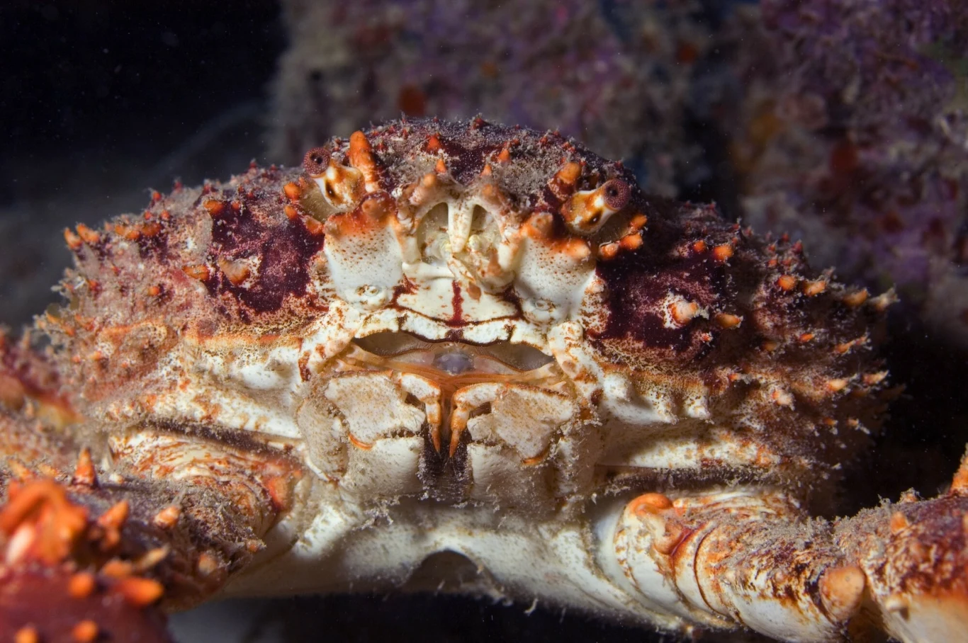 Krab z bliska z widocznymi szczegółami pancerza i odnóży, ostre kolce i liczne wypustki na głowie, tło rozmyte, w odcieniach fioletu i szarości.