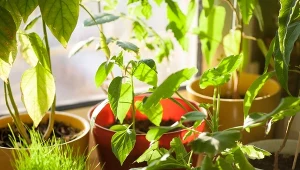 Jak utrzymać rośliny w dobrej kondycji podczas upałów i wyjazdów?