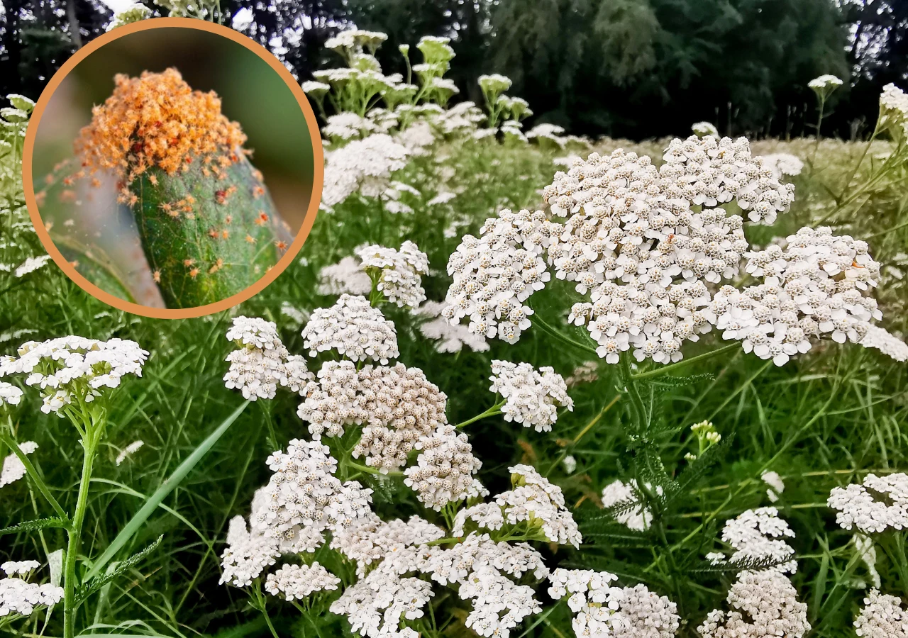 Krwawnik pospolity to popularna roślina niesłusznie uważana za chwast. Przygotuj z niej gnojówkę i przepędź ze swojego ogrodu mszyce oraz przędziorki. 