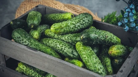 Dowiedz się, gdzie przechowywać ogórki, żeby nie uległy szybkiemu gniciu. 