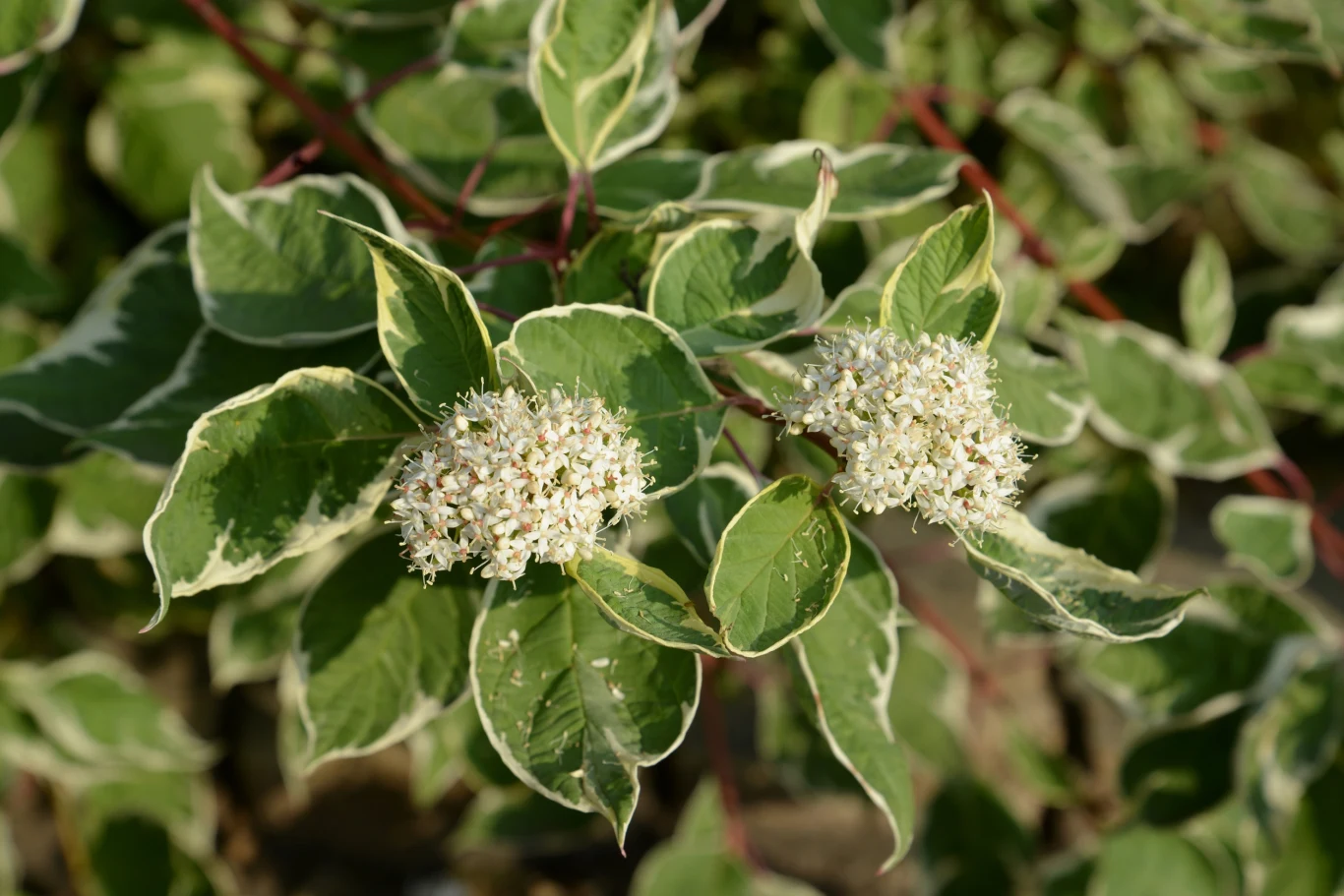 Białe kwiatostany derenia o zielonych liściach z białym marginesem na tle gęstego ulistnienia.