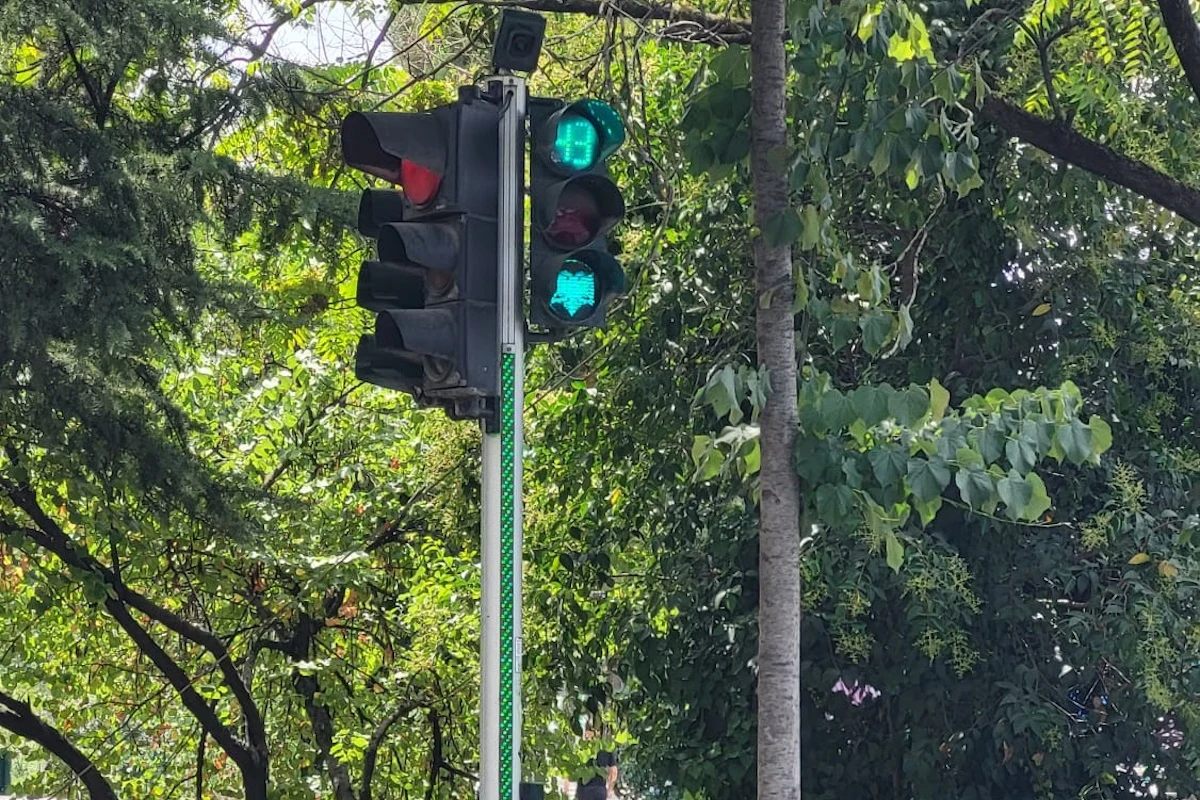 Licznik dla pieszych. Można? Można Sygnalizacja świetlna z włączonym zielonym światłem dla pojazdów oraz pieszych w otoczeniu drzew i liści.