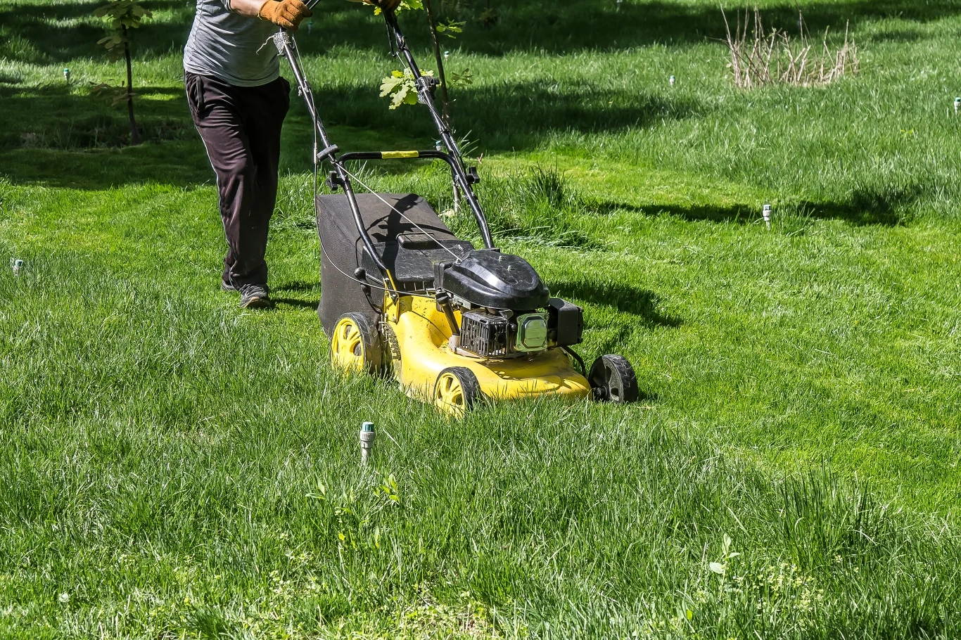 Osoba w rękawicach prowadzi żółtą kosiarkę spalinową po gęstej, zielonej trawie w ogrodzie, podczas słonecznego dnia