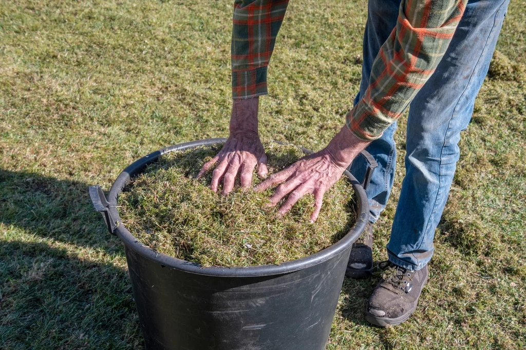 Ręce starszego mężczyzny w koszuli w kratę dociskają trawę w dużym plastikowym wiadrze, stojącym na trawniku; ubrany w niebieskie dżinsy i sportowe buty.