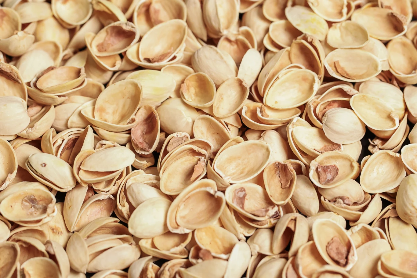 Skorupki pistacji w wielu domach niesłusznie lądują w koszu na śmieci Duża ilość pustych łupin pistacji o beżowo-brązowej barwie, ułożonych ciasno obok siebie.
