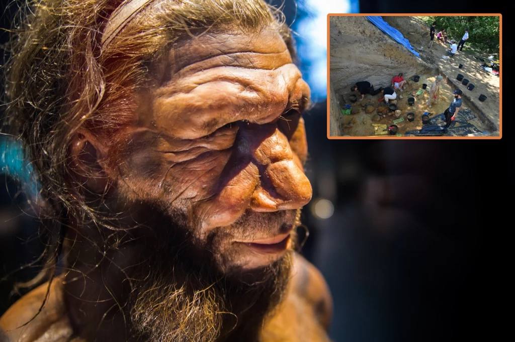 Wykopaliska w Zwoleniu koło Radomia (woj. mazowieckie) przyniosły spektakularne odkrycia. Znaleziono m.in. warsztat neandertalczyka sprzed 70 tys. lat Wykopaliska w Zwoleniu koło Radomia (woj. mazowieckie) przyniosły spektakularne odkrycia. Znaleziono m.in. warsztat neandertalczyka sprzed 70 tys. lat