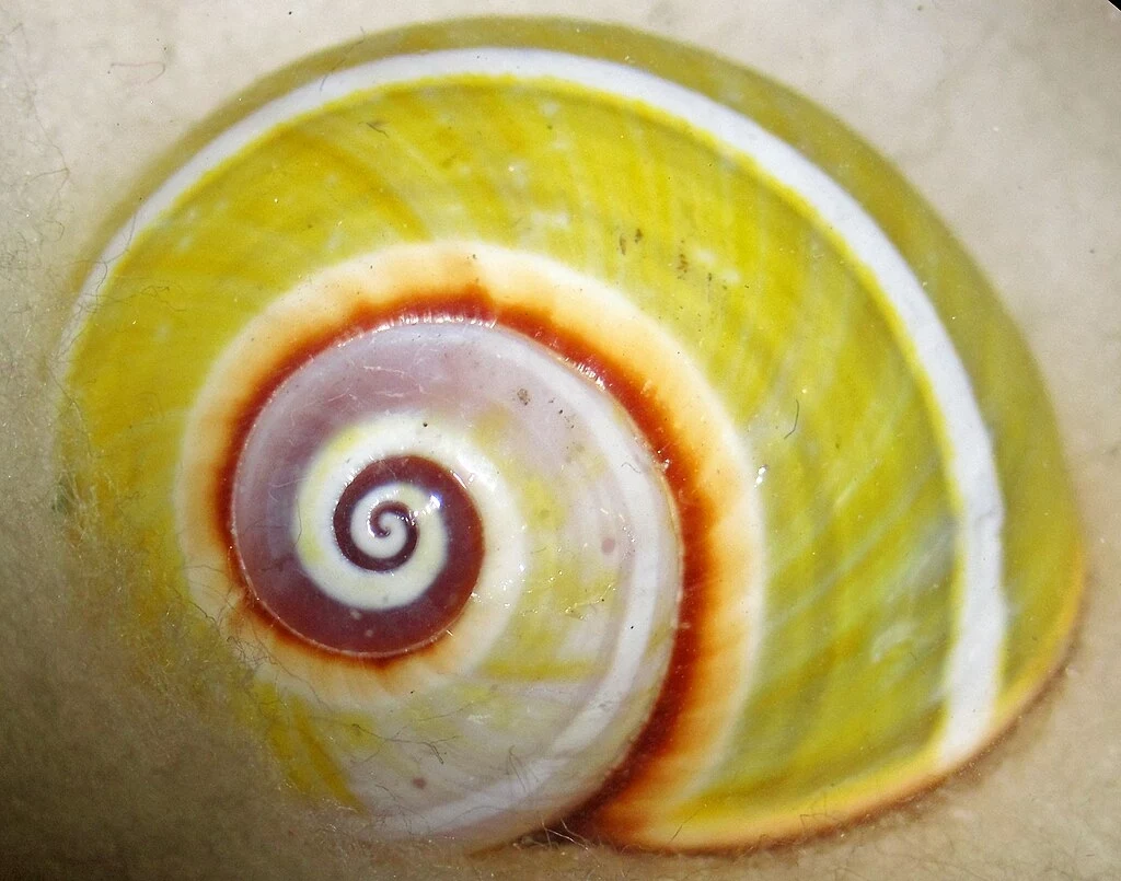 Najbardziej zagrożone są ślimaki Polymita, które mają limonkowe ubarwienie Kolorowa skorupa ślimaka lądowego o wyrazistych, spiralnych wzorach w odcieniach żółci, bieli i brązu. Wyraźnie widoczna jest spiralna budowa muszli.