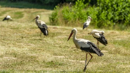 Bociany już niedługo odlecą. Ornitolodzy są tego pewni