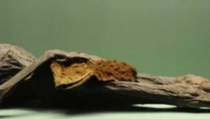 Syberyjska mumia ludu Pazyryków