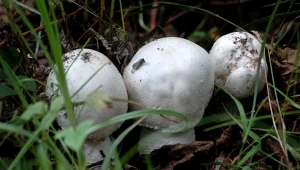 Tego grzyba omijaj szerokim łukiem. Łatwo pomylić go z pieczarką, a jest trujący
