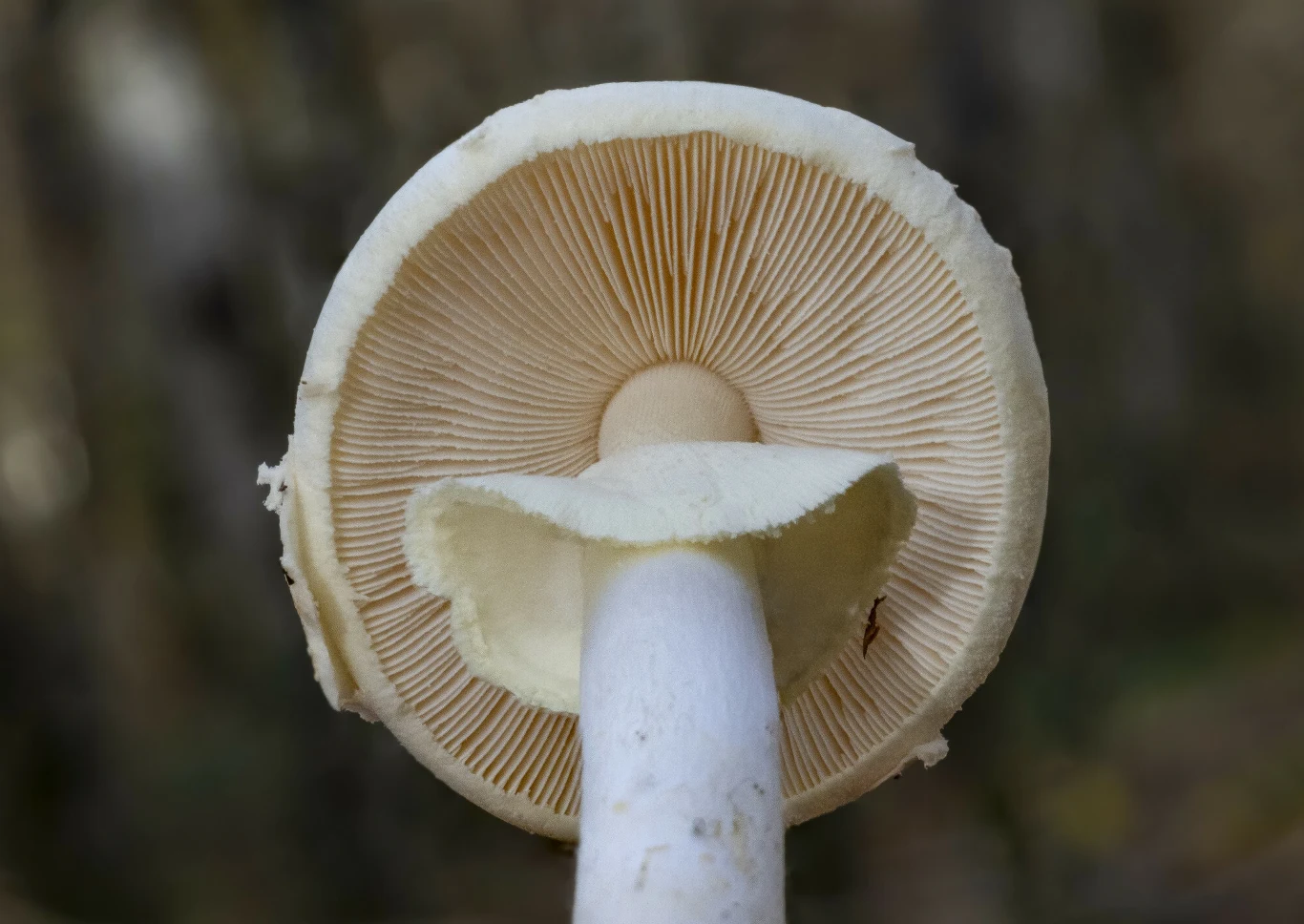 Muchomor jadowity ma jaśniejsze blaszki niż pieczarka. Posiada również pierścień na trzonie, jednak ten u starszych okazów może zanikać