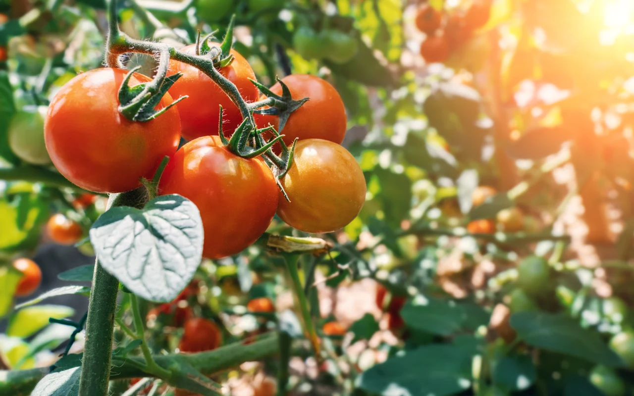 Moc odmładzania z własnego ogródka. Jedzenie pomidorów odejmuje lat