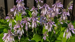 Twoje hosty przekwitły? Nie zostawiaj ich samopas, teraz czas na ten zabieg 