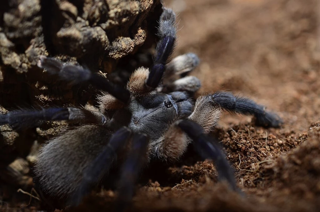Ptasznik z gatunku Monocentropus balfouri z wyspy Sokotra. Ten rodzaj zostanie zrewidowany Ptasznik z gatunku Monocentropus balfouri z wyspy Sokotra. Ten rodzaj zostanie zrewidowany