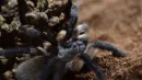 Ptasznik z gatunku Monocentropus balfouri z wyspy Sokotra. Ten rodzaj zostanie zrewidowany