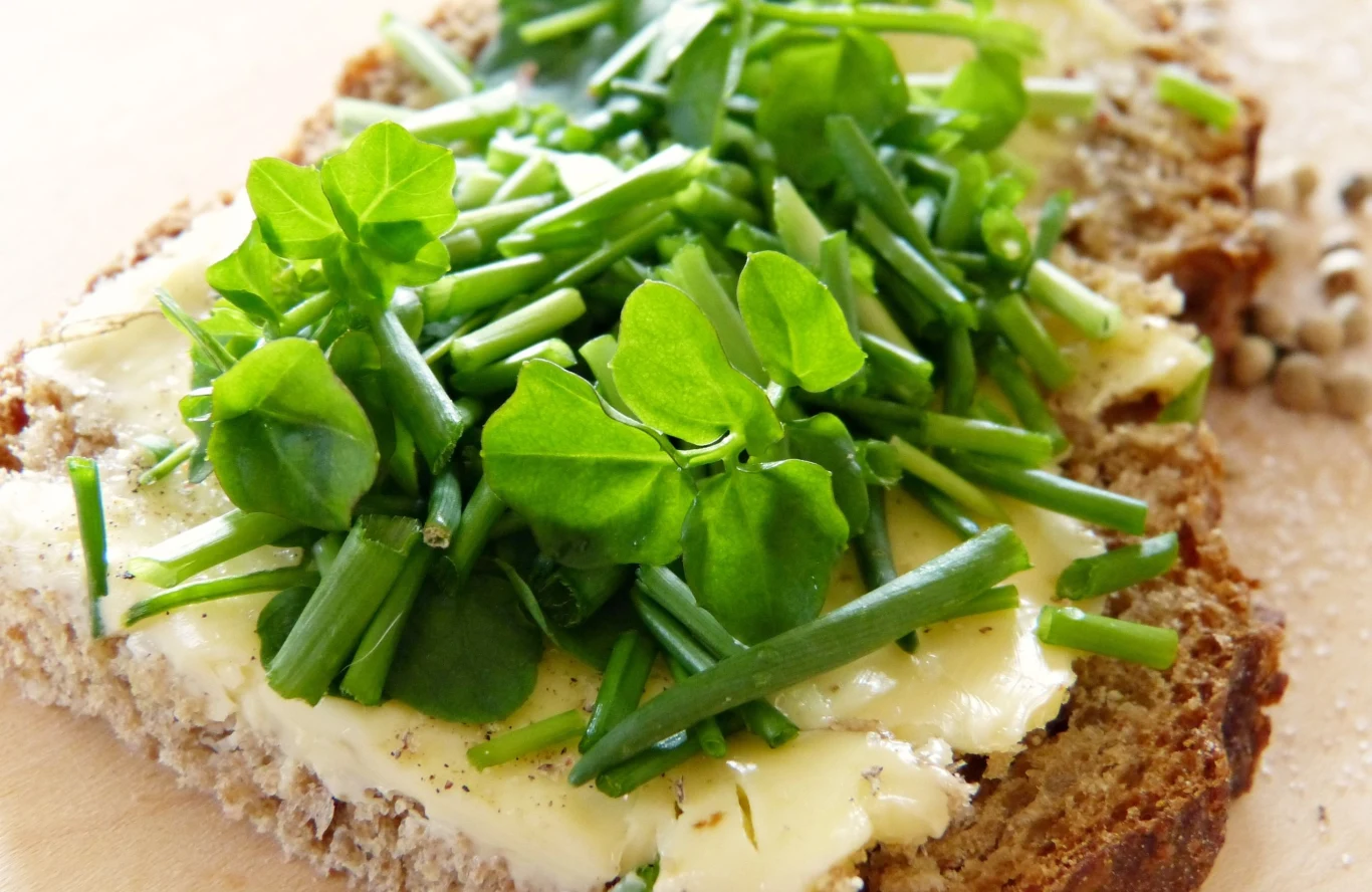 Rukiew wodna to zdrowy dodatek do kanapek Rukiew wodna to zdrowy dodatek do kanapek