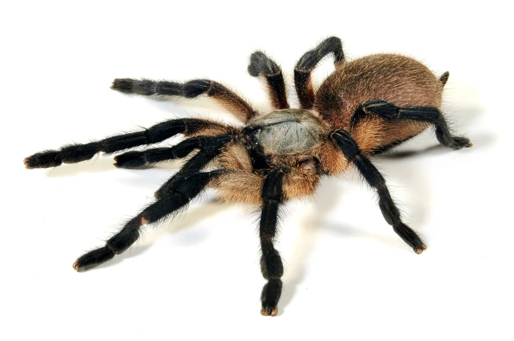 Piękny ptasznik Monocentropus balfouri z wyspy Sokotra Duży pająk z wyraźnie owłosionym ciałem i odnóżami, tarantula na białym tle.