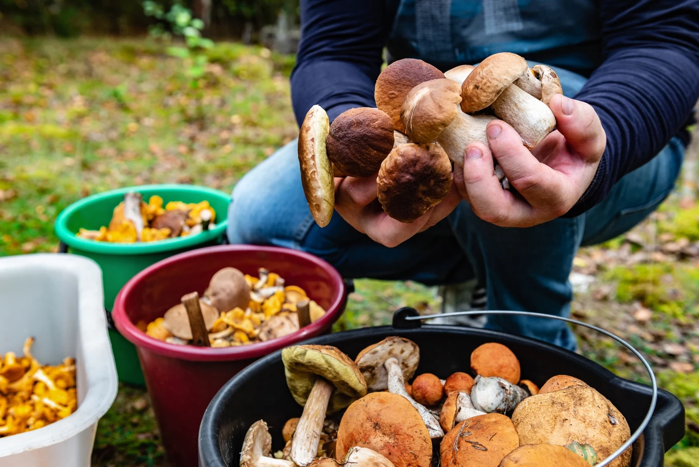 Gdzie w województwie świętokrzyskim rosną grzyby? Do tych lasów wybierz się na udane grzybobranie.