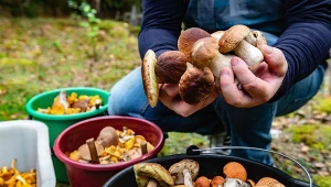 Świętokrzyskie lasy pełne grzybów. Tu nawet spóźnialscy zbiorą całe kosze