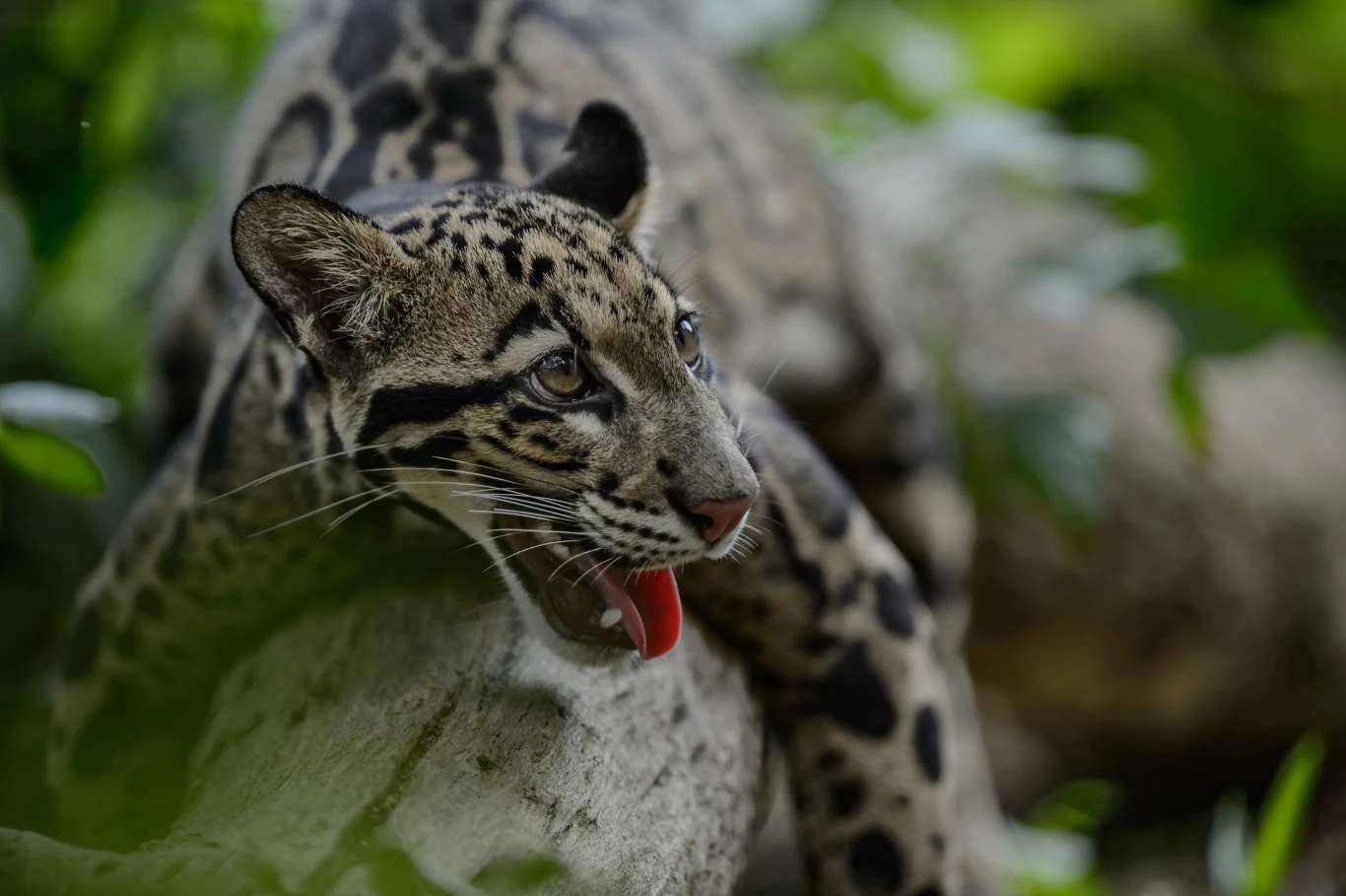 Pantera mglista zwana panterą szarą to jedyna pantera na świecie Lampart drzewny z wyciągniętym językiem leżący na dużym konarze otoczonym zielenią dżungli, intensywne spojrzenie i cętki na sierści podkreślają dziką naturę zwierzęcia.