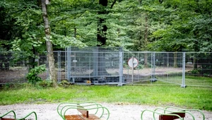 Atak wilka na 6-latka. Nie wiadomo czy to był na pewno drapieżnik 